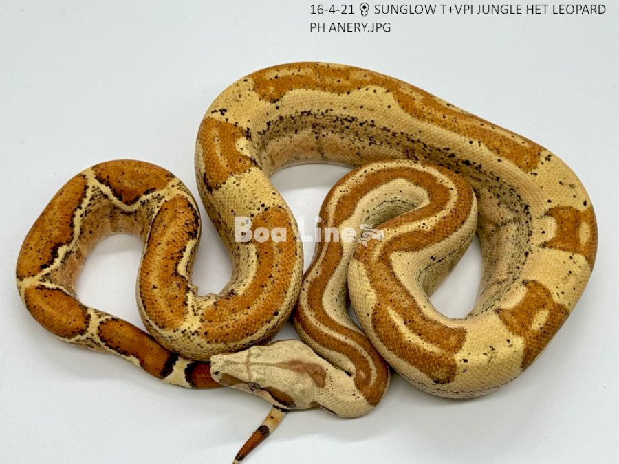 SUNGLOW T+VPI JUNGLE HET LEOPARD PH ANERY